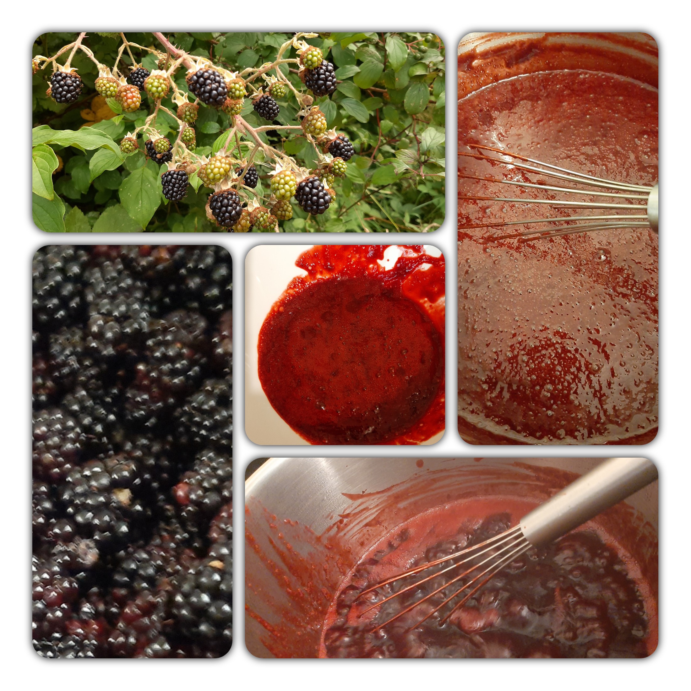 Bildercollage mit Brombeeren. Vom Strauch bis in den Topf